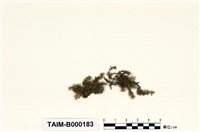 藏品(尖葉油苔)的圖片